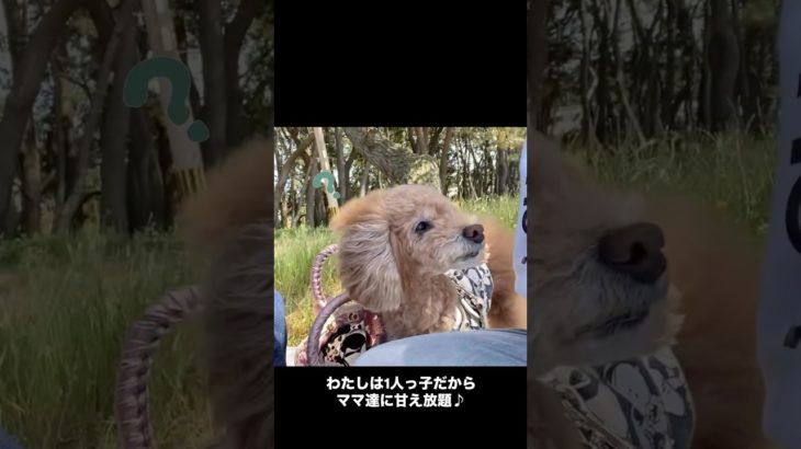 ティアラの休日♪ #トイプードル #toypoodle #doglife #ペット #tiara