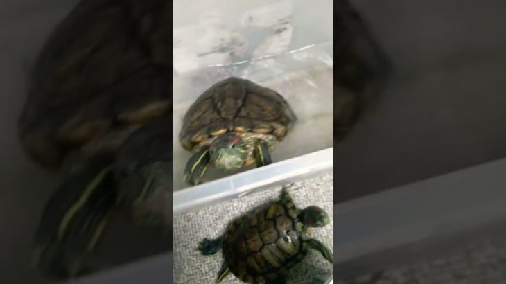 生魚に興奮するカメちゃん#カメ#ミドリガメ#ペット#turtle