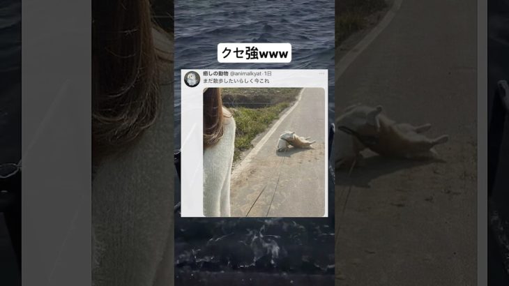 首大丈夫？　#ペット #twitter #shorts  #おもしろ #youtubeshorts