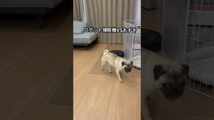 #パグ　#動物　#ペット　#可愛い