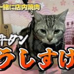 【ペットと一緒に店内焼肉】牛タン うしすけ モザイクモール港北店