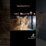#ねこ　#ねこのいる生活 　#ペット