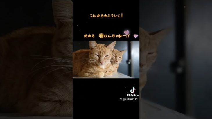#ねこ　#ねこのいる生活 　#ペット