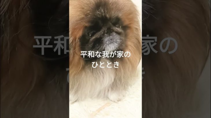 #平和な日常　#一級建築士　#女性一級建築士　#ペットと暮らす家 　#ペキニーズ #犬との暮らし 　#犬のいる暮らし 　#犬のいる生活 　#犬と暮らす #高橋みえこ一級建築士事務所