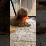 つけ襟が気に入らないこむぎ　#トイプードル　#トイプー　#ペット　#犬　#初心者