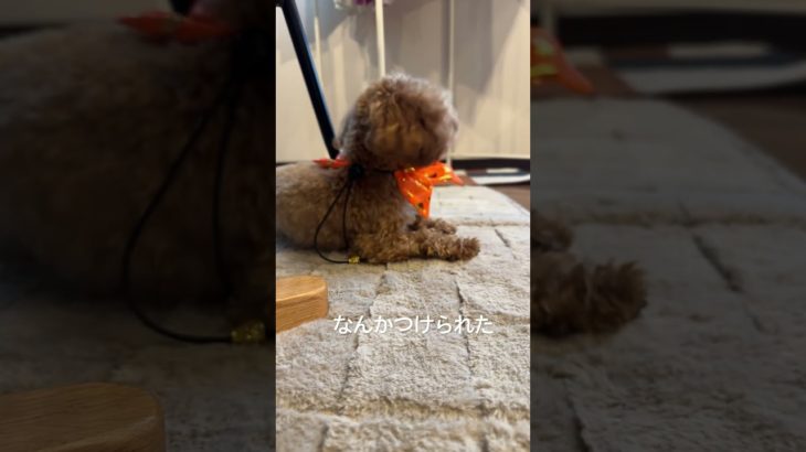 つけ襟が気に入らないこむぎ　#トイプードル　#トイプー　#ペット　#犬　#初心者