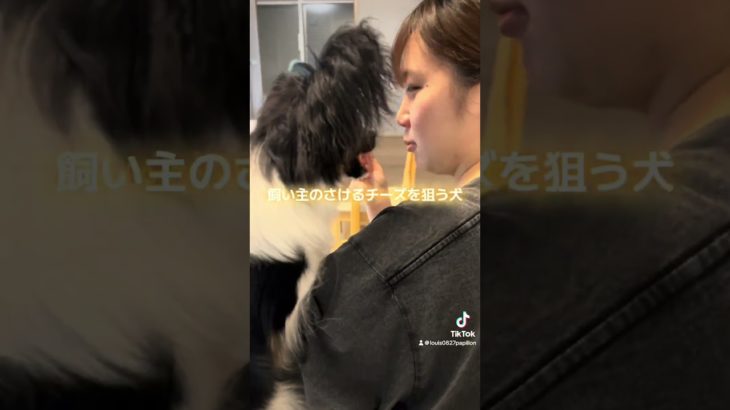 飼い主のさけるチーズを狙う犬🐶 #犬 #パピヨン #子犬 #ペット #わんこ #犬のいる暮らし