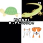 【人気投票】飼ってるペットを教えて！【#バズれ #チャンネル登録お願いします 】