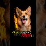ペットのせいで大惨事に！？ #おもしろ #犬 #ペット