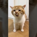 猫はすべてをより良くします。#ペット #かわいい猫