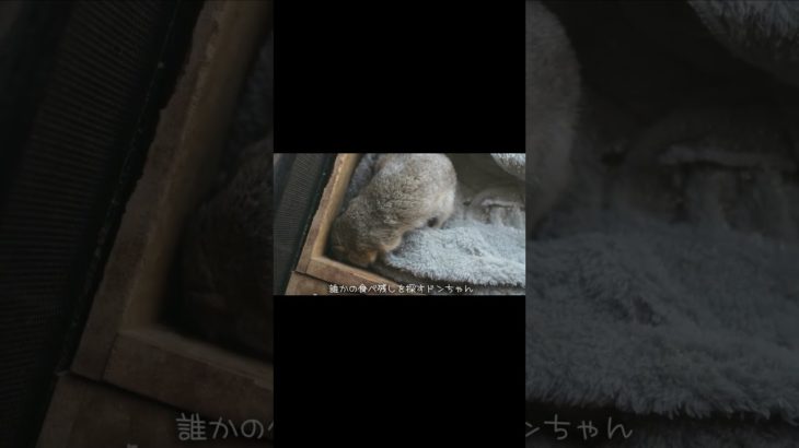 驚きすぎたリス #リチャードソンジリス #かわいい #ペット