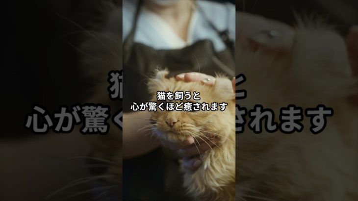 猫との時間が心を癒す！ #猫 #愛猫 #ペット #癒し