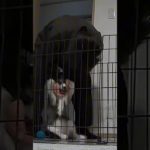 ペットカメラでイケメンパパと子犬を隠し撮りしたら・・・ #犬 #いぬ #子犬 #犬のいる暮らし #犬のいる生活 #犬動画 #いぬのいる生活 #いぬのいる暮らし #いぬのきもち #犬好き #サモエド