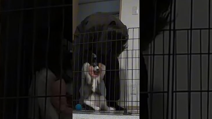 ペットカメラでイケメンパパと子犬を隠し撮りしたら・・・ #犬 #いぬ #子犬 #犬のいる暮らし #犬のいる生活 #犬動画 #いぬのいる生活 #いぬのいる暮らし #いぬのきもち #犬好き #サモエド