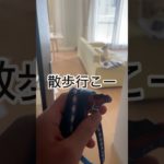 散歩嫌いな愛犬を連れ出せるか？②#わんこ#チワワ#癒し#小型犬#いぬ#ペット#チャレンジ