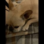 足が可愛い、フレブル寝相。#犬のいる暮らし #犬 #ペット