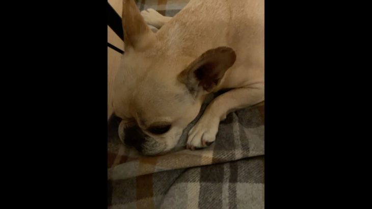 足が可愛い、フレブル寝相。#犬のいる暮らし #犬 #ペット