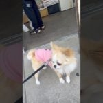 #ペット #ペットのいる暮らし #ペット動画 #ちわわ #チワワ#犬 #犬との暮らし #ドライブ #散歩 #バズれ #高評価お願いします #チャンネル登録お願いします #かわいい犬