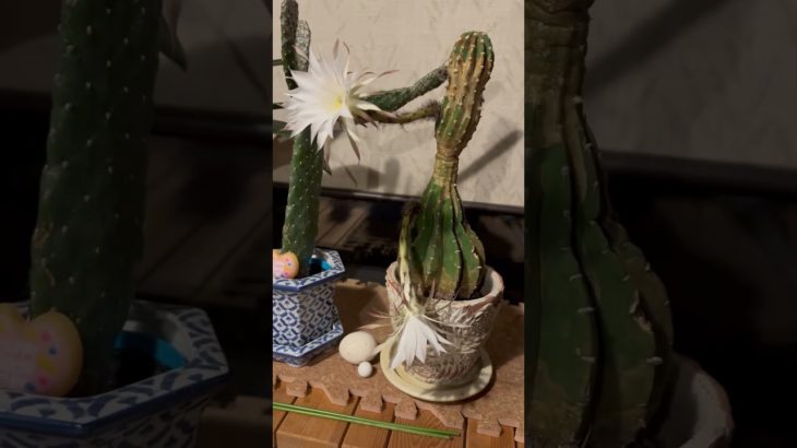 ＃今日のマダム ＃ペット ＃猫 ＃犬 ＃サボテン ＃小幸 ＃ふく