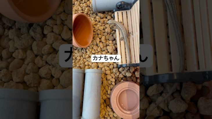 カナちゃん #カナヘビ #ペット