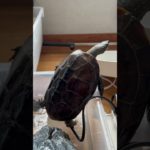 脱走失敗、茫然自失#茫然自失#脱走失敗#亀#クサガメ#ペット#かめ#かめきち#カメ#くさがめ#亀吉