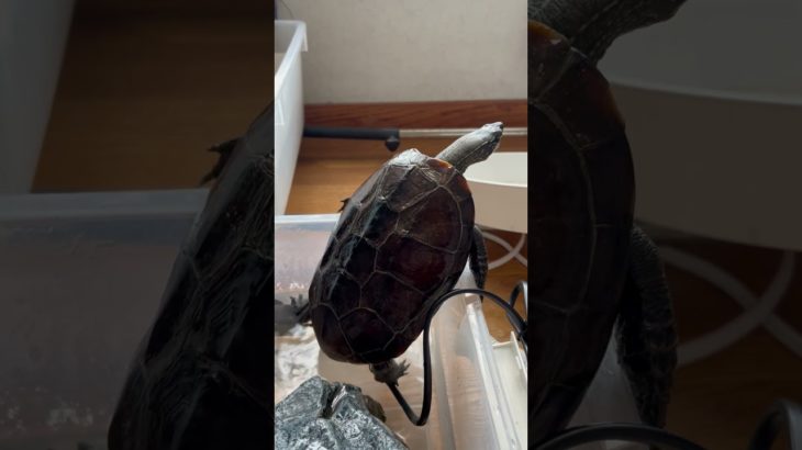 脱走失敗、茫然自失#茫然自失#脱走失敗#亀#クサガメ#ペット#かめ#かめきち#カメ#くさがめ#亀吉