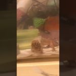 脱皮タイム#ペット