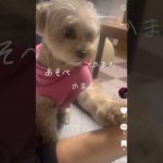 我が家の犬🐶（４才） #わんこ #わんこ動画 #犬 #マルプー #ペット