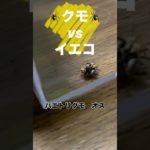 #クモ　#食事中　#クモのご飯　#ハエトリグモ　#イエコオロギ #イエコ #コオロギ　#ペット  #イエコベビーの親