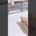 アドバイスを貰ったのでそれを参考にしました！ネルチはまだ無くてすいません💦#生活音 #コスメ #ガチャガチャ #メイク #ぱぁぱぁぱぁ盛れる魅力カクテル