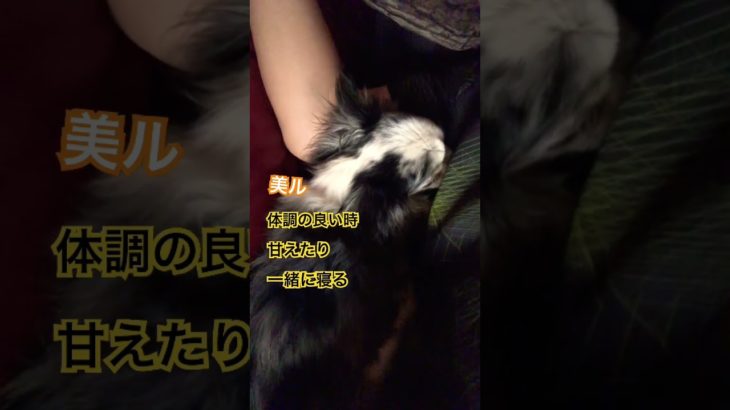 #チワワ #動物の涙 #犬 #ペット