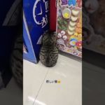 可愛い #ペット #可愛い #動物 #猫 #ちび #日本#可愛いペット#猫好き #大阪