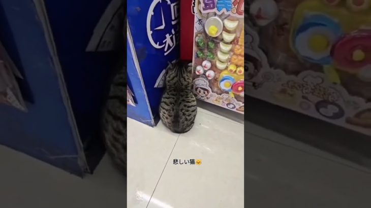 可愛い #ペット #可愛い #動物 #猫 #ちび #日本#可愛いペット#猫好き #大阪