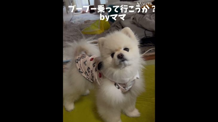 お出かけ行きたい！#ペット #ポメラニアン #いぬのいる生活 #犬好き #愛犬 #いぬすたぐらむ #いぬのきもち #いぬ #犬好きさんと繋がりたい #犬 #ペット動画 #ペットのいる暮らし #白ポメ