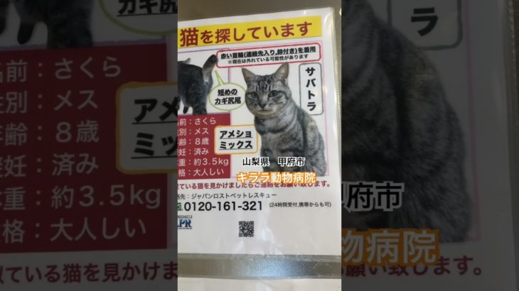 #動物愛護 #動物の涙 #迷子犬 #ペット #犬