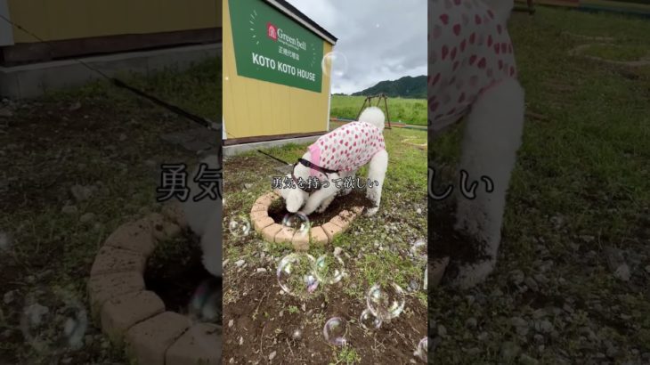 看板犬穴を掘る！#スタンダードプードル #スタンプー #犬 #看板犬 #ペット #大型犬