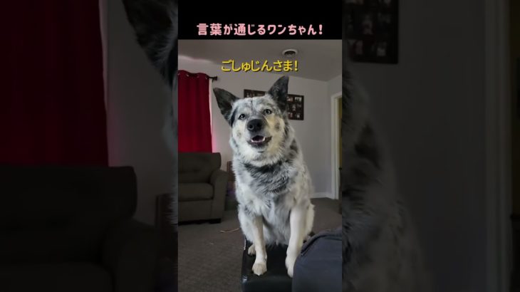 しゃべれるわんちゃん？！🐶 #いぬ #かわいい#ペット #犬 #動物 #可愛い #かわいい犬