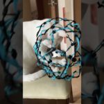 モンスターボール捕獲失敗#ペット #ねこ#動物#ポケモン