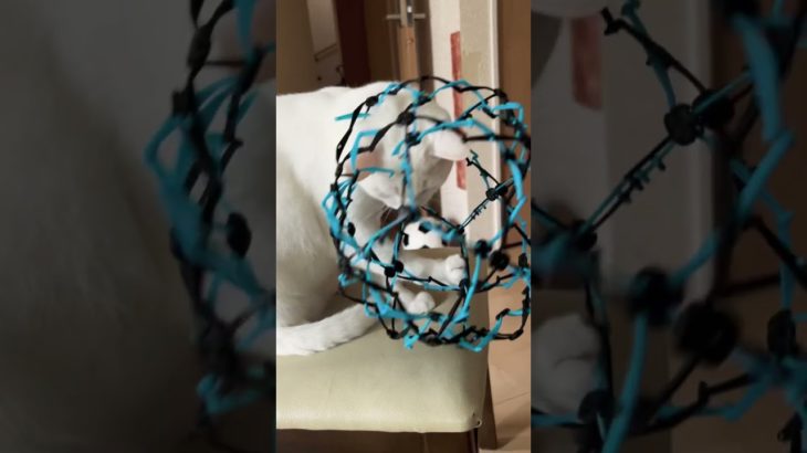 モンスターボール捕獲失敗#ペット #ねこ#動物#ポケモン