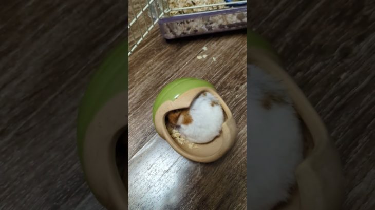 私は貝になりたい#ゴールデンハムスター#癒し#ペット