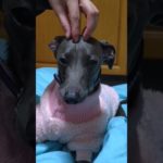 効果ないと思うけど…#イタグレ #イタリアングレーハウンド #ペット #可愛い #犬 #癒し#マッサージ