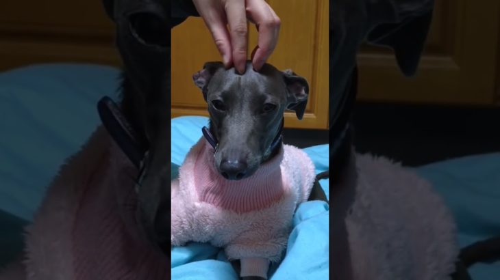 効果ないと思うけど…#イタグレ #イタリアングレーハウンド #ペット #可愛い #犬 #癒し#マッサージ