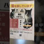 #動物の涙 #猫 #ペット