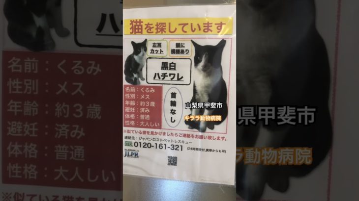 #動物の涙 #猫 #ペット