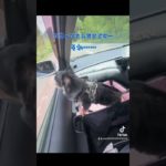 車での移動中、ちい様のつぶやきです(笑) #ペット #チワワ #犬のいる暮らし #犬好きさんと繋がりたい