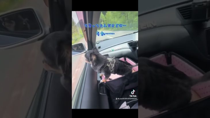 車での移動中、ちい様のつぶやきです(笑) #ペット #チワワ #犬のいる暮らし #犬好きさんと繋がりたい