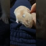 亡くなる７時間前でもかわいいキンクマハムスター🐹📽️🐮　#ペット  #かわいい　#感動