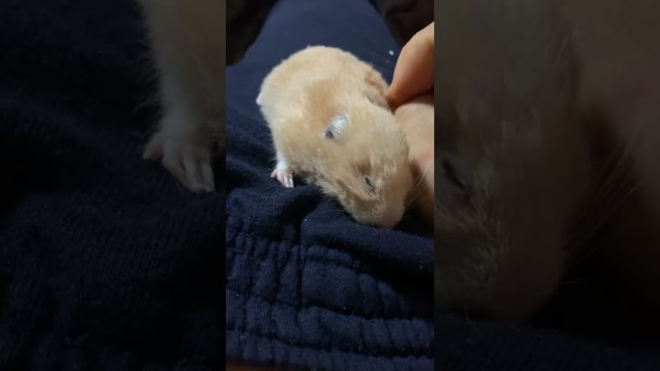 亡くなる７時間前でもかわいいキンクマハムスター🐹📽️🐮　#ペット  #かわいい　#感動