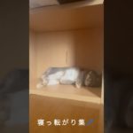 寝っ転がり集💤 #うさぎ #うさぎのいる暮らし #ペット