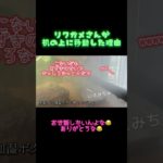 リクガメのお世話がしたいフェレット👶 #フェレット #癒し #可愛い #ペット #リクガメ